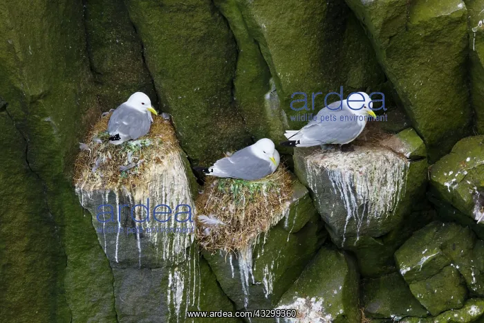 : 80195494 Kittiwake - nesting on cliffs Langanes : 80195494 Kittiwake - nesting on cliffs Langanes