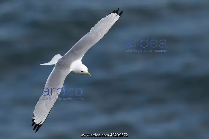 : 80195495 Kittiwake - in flight over sea Langanes : 80195495 Kittiwake - in flight over sea Langanes