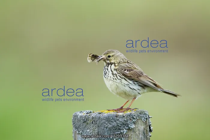: 80195496 Meadow Pipit - with moth prey Flo Nature : 80195496 Meadow Pipit - with moth prey Flo Nature