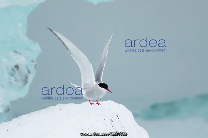 : 80195497 Arctic Tern - landing on iceberg Jokulsarlon : 80195497 Arctic Tern - landing on iceberg Jokulsarlon
