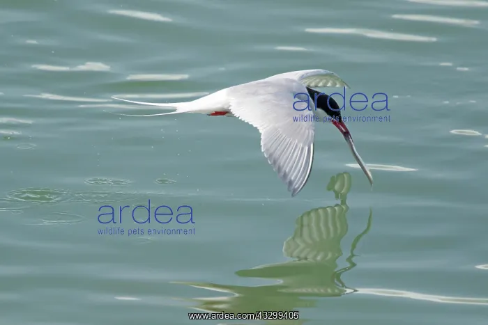 : 80195498 Arctic Tern - in flight catching fish from : 80195498 Arctic Tern - in flight catching fish from