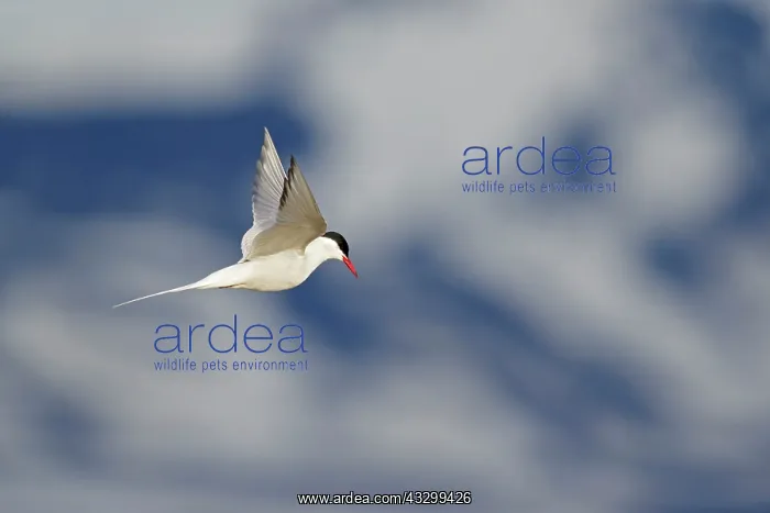 : 80195500 Arctic Tern - in flight hunting Lake Myvatn : 80195500 Arctic Tern - in flight hunting Lake Myvatn