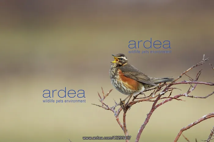 : 80195501 Redwing - singing Lake Myvatn, Iceland : 80195501 Redwing - singing Lake Myvatn, Iceland