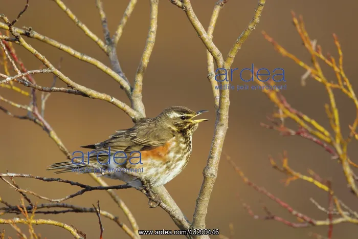 : 80195502 Redwing - singing Lake Myvatn, Iceland : 80195502 Redwing - singing Lake Myvatn, Iceland