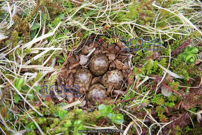 : 80195503 Dunlin - nest with four eggs Merakkasletta : 80195503 Dunlin - nest with four eggs Merakkasletta