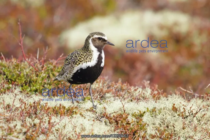 : 80195504 Golden Plover - on breeding ground Lake : 80195504 Golden Plover - on breeding ground Lake