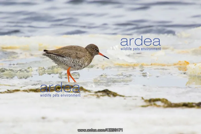 : 80195505 Redshank - feeding along ice at edge of : 80195505 Redshank - feeding along ice at edge of