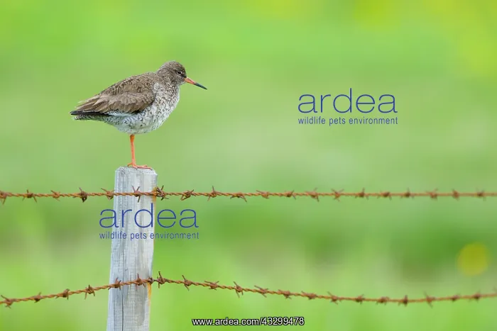 : 80195506 Redshank - on barbed wire fence Flo Nature : 80195506 Redshank - on barbed wire fence Flo Nature