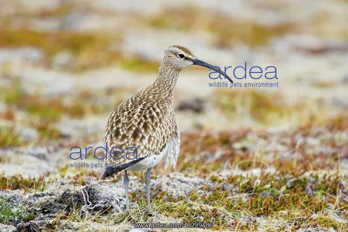 : 80195507 Whimbrel - on breeding ground Merakkasletta : 80195507 Whimbrel - on breeding ground Merakkasletta