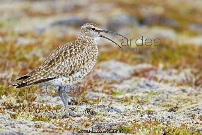 : 80195508 Whimbrel - calling on breeding ground : 80195508 Whimbrel - calling on breeding ground