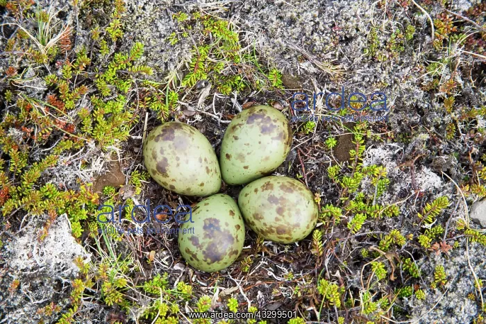 : 80195509 Whimbrel - nest with four eggs Merakkasletta : 80195509 Whimbrel - nest with four eggs Merakkasletta