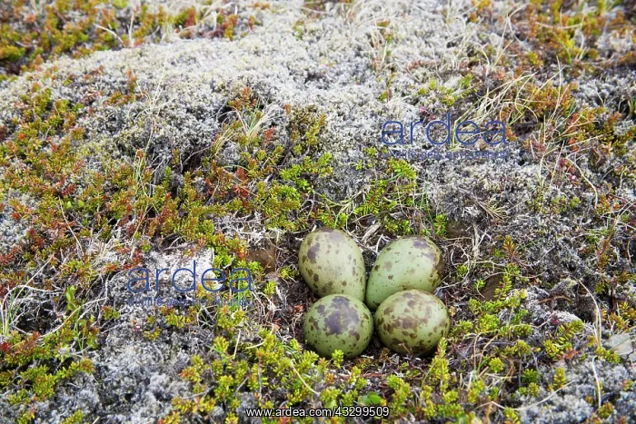 : 80195510 Whimbrel - nest with four eggs Merakkasletta : 80195510 Whimbrel - nest with four eggs Merakkasletta