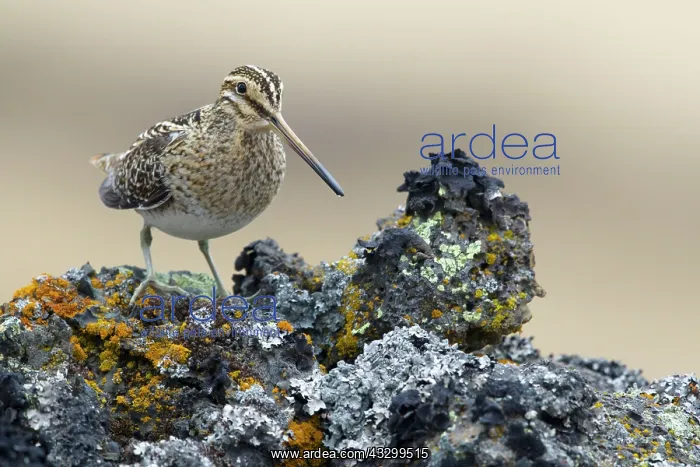 : 80195511 Snipe - in rocky lava field Lake Myvatn : 80195511 Snipe - in rocky lava field Lake Myvatn