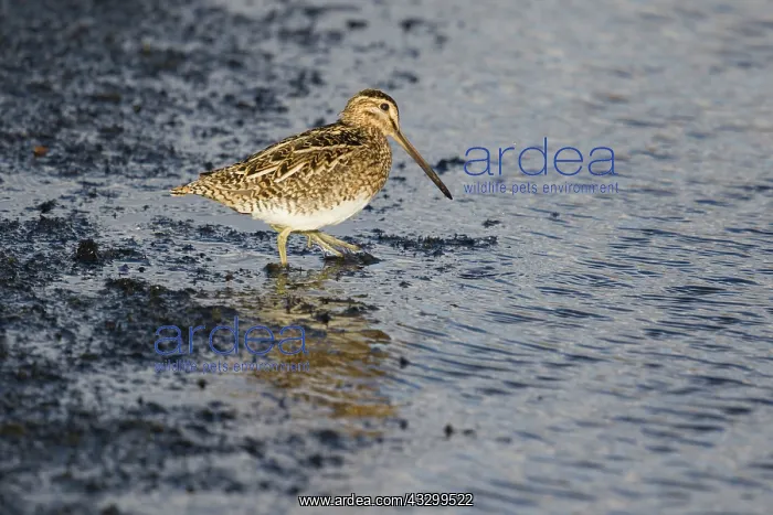 : 80195512 Snipe - feeding at edge of lake Lake Myvatn : 80195512 Snipe - feeding at edge of lake Lake Myvatn