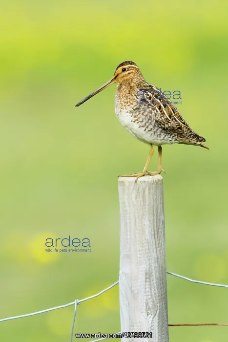 : 80195513 Snipe - on post Flo Nature Reserve, Iceland : 80195513 Snipe - on post Flo Nature Reserve, Iceland