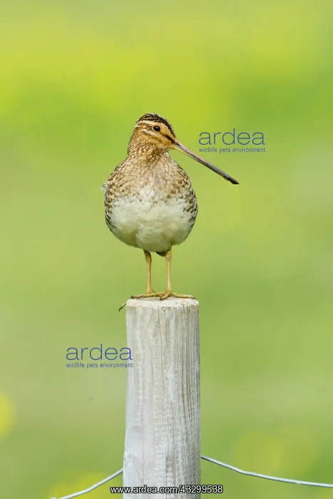 : 80195514 Snipe - on post Flo Nature Reserve, Iceland : 80195514 Snipe - on post Flo Nature Reserve, Iceland