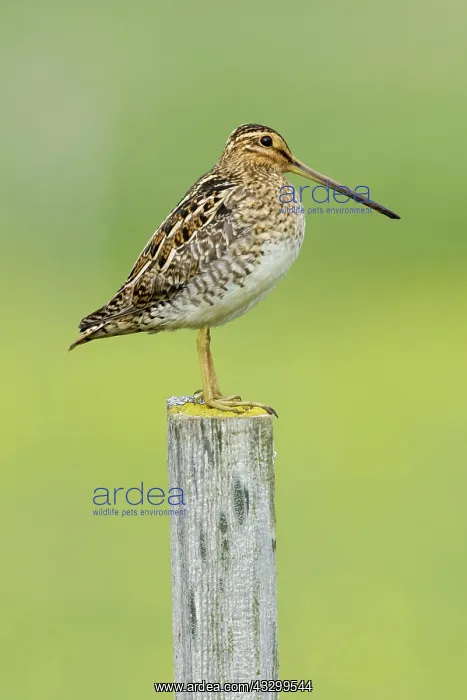 : 80195515 Snipe - on post Flo Nature Reserve, Iceland : 80195515 Snipe - on post Flo Nature Reserve, Iceland