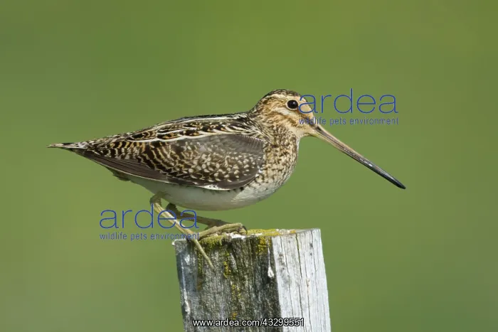 : 80195516 Snipe - on post Flo Nature Reserve, Iceland : 80195516 Snipe - on post Flo Nature Reserve, Iceland