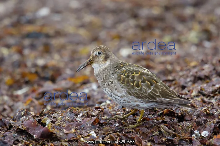 : 80195517 Purple Sandpiper - foraging amongst seaweed : 80195517 Purple Sandpiper - foraging amongst seaweed