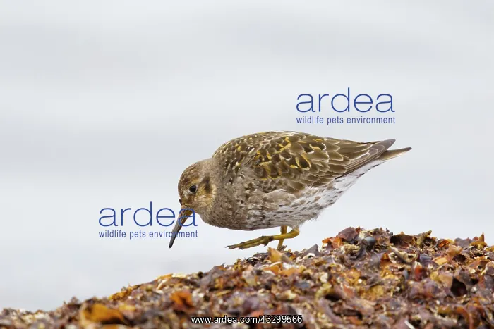 : 80195518 Purple Sandpiper - foraging amongst seaweed : 80195518 Purple Sandpiper - foraging amongst seaweed