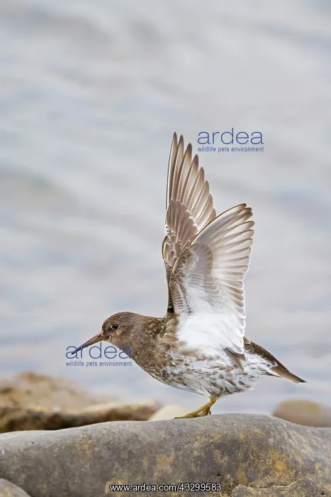 : 80195520 Purple Sandpiper - stretching wings Merakkasletta : 80195520 Purple Sandpiper - stretching wings Merakkasletta