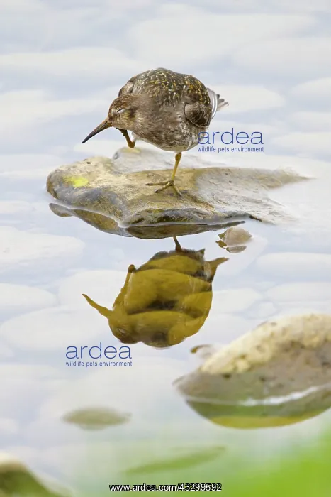 : 80195521 Purple Sandpiper - preening Merakkasletta : 80195521 Purple Sandpiper - preening Merakkasletta