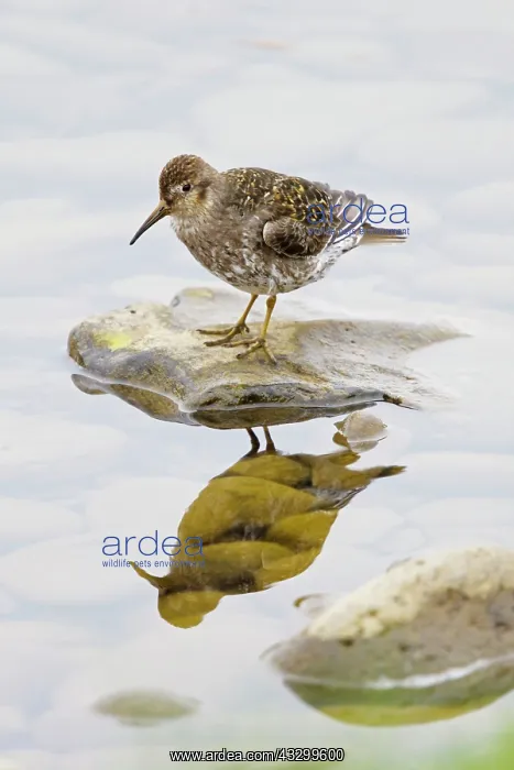 : 80195522 Purple Sandpiper Merakkasletta Peninsular : 80195522 Purple Sandpiper Merakkasletta Peninsular