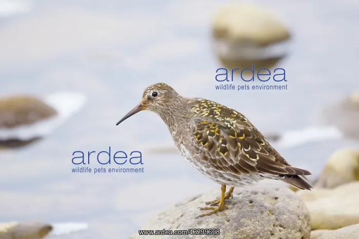 : 80195523 Purple Sandpiper Merakkasletta Peninsular : 80195523 Purple Sandpiper Merakkasletta Peninsular