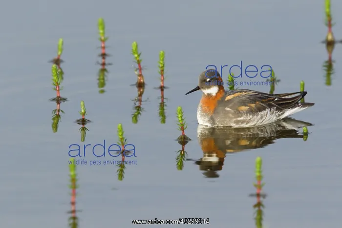 : 80195524 Red-necked Phalarope - female Merakkasletta : 80195524 Red-necked Phalarope - female Merakkasletta