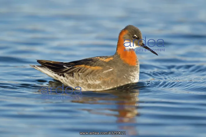 : 80195525 Red-necked Phalarope - female Lake Myvatn : 80195525 Red-necked Phalarope - female Lake Myvatn