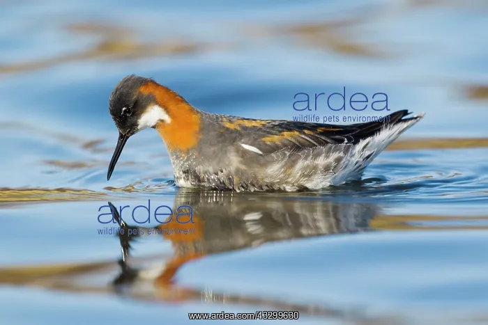 : 80195526 Red-necked Phalarope - female Lake Myvatn : 80195526 Red-necked Phalarope - female Lake Myvatn