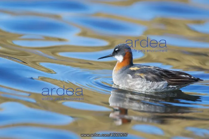 : 80195527 Red-necked Phalarope - female Lake Myvatn : 80195527 Red-necked Phalarope - female Lake Myvatn