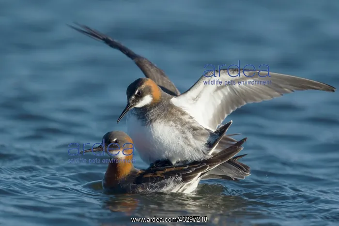 : 80195528 Red-necked Phalarope - pair mating Lake : 80195528 Red-necked Phalarope - pair mating Lake
