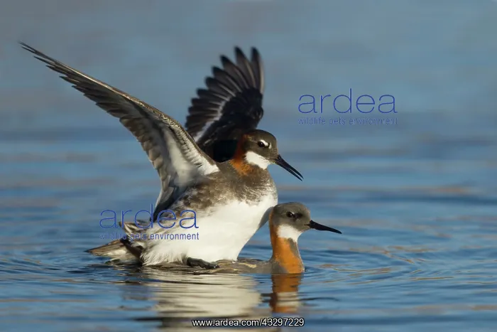 : 80195529 Red-necked Phalarope - pair mating Lake : 80195529 Red-necked Phalarope - pair mating Lake