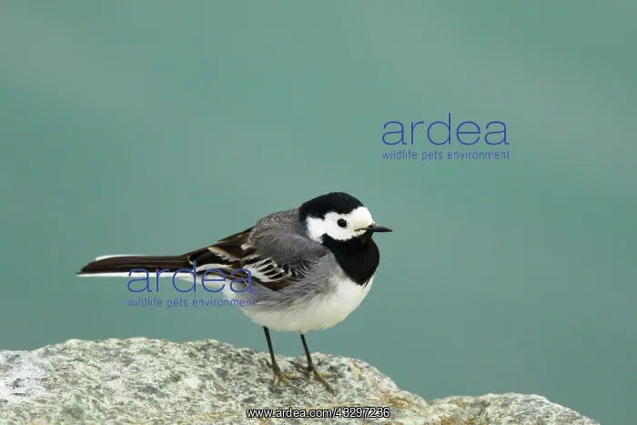 : 80195530 White Wagtail Lake Myvatn, Iceland Motacilla : 80195530 White Wagtail Lake Myvatn, Iceland Motacilla