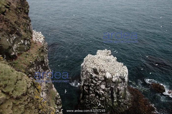 : 80195531 Gannet Colony Langanes Peninsular, Iceland : 80195531 Gannet Colony Langanes Peninsular, Iceland