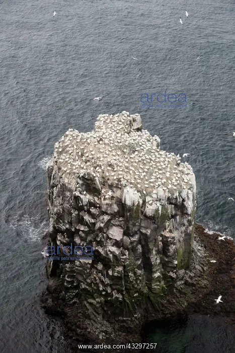 : 80195532 Gannet Colony Langanes Peninsular, Iceland : 80195532 Gannet Colony Langanes Peninsular, Iceland