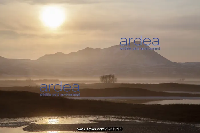 : 80195533 Lake Myvatn - early morning mist - Iceland : 80195533 Lake Myvatn - early morning mist - Iceland