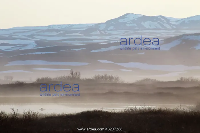 : 80195535 Lake Myvatn - early morning mist Lake Myvatn : 80195535 Lake Myvatn - early morning mist Lake Myvatn