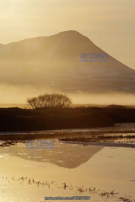 : 80195537 Lake Myvatn - early morning mist Lake Myvatn : 80195537 Lake Myvatn - early morning mist Lake Myvatn