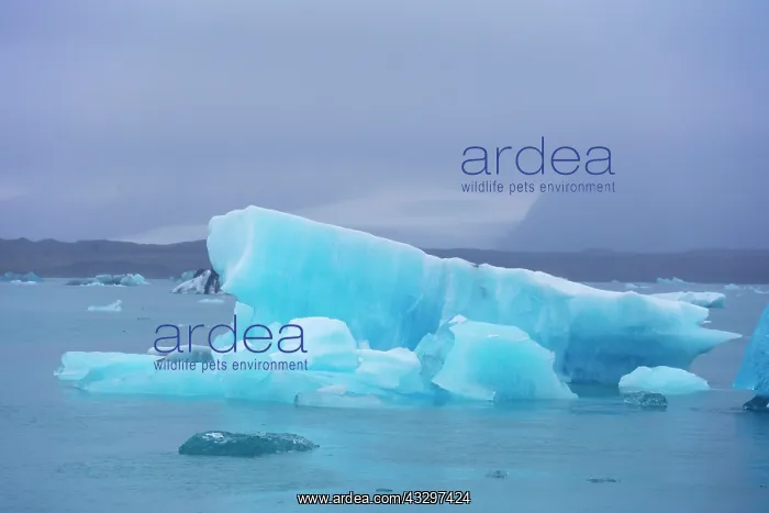  : 80195550 Blue Iceberg Jokulsarlon Lagoon, Iceland