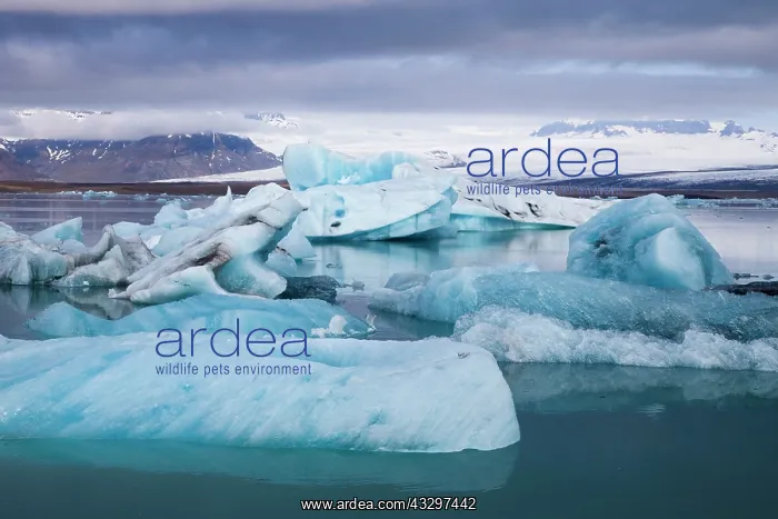 : 80195552 Blue Iceberg Jokulsarlon Lagoon, Iceland : 80195552 Blue Iceberg Jokulsarlon Lagoon, Iceland