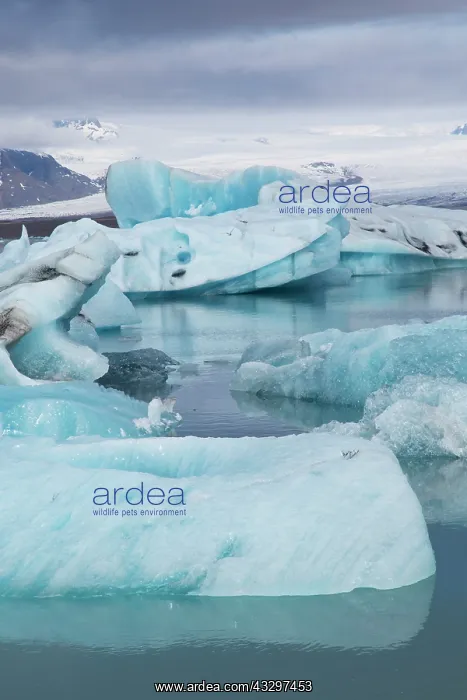 : 80195553 Blue Iceberg Jokulsarlon Lagoon, Iceland : 80195553 Blue Iceberg Jokulsarlon Lagoon, Iceland