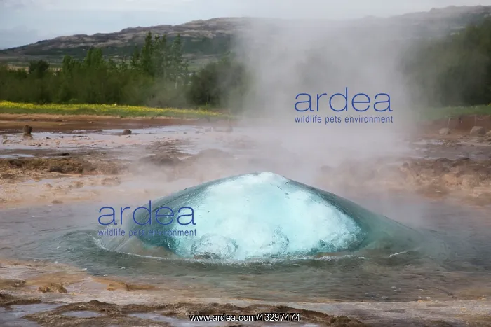 : 80195555 Strokkur Geysir - erupting Geysir Geothermic : 80195555 Strokkur Geysir - erupting Geysir Geothermic