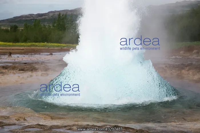: 80195556 Strokkur Geysir - erupting Geysir Geothermic : 80195556 Strokkur Geysir - erupting Geysir Geothermic