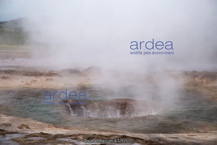 : 80195557 Strokkur Geysir - erupting Geysir Geothermic : 80195557 Strokkur Geysir - erupting Geysir Geothermic