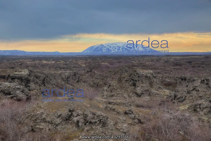 : 80195564 Dimmuborgir Lava Fields Lake Myvatn, Iceland : 80195564 Dimmuborgir Lava Fields Lake Myvatn, Iceland