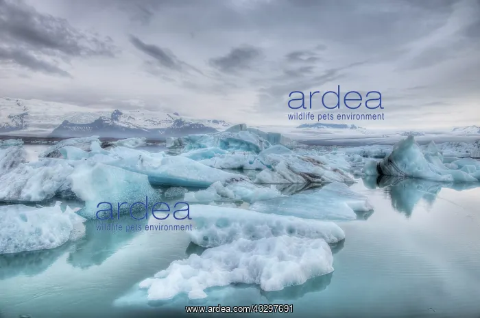  : 80195578 Blue Icebergs Jokulsarlon Lagoon, Iceland