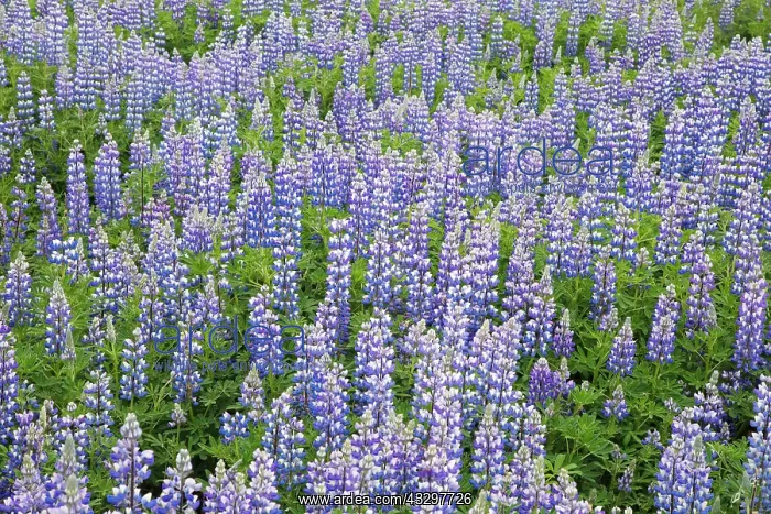 : 80195581 Nootka Lupin - introduced to fertilise : 80195581 Nootka Lupin - introduced to fertilise