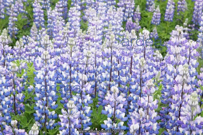 : 80195582 Nootka Lupin - introduced to fertilise : 80195582 Nootka Lupin - introduced to fertilise